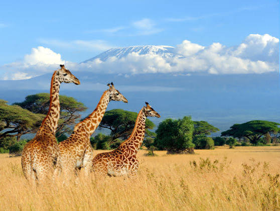 kenya-tour