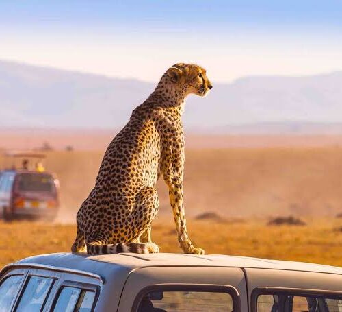 south-africa-tour